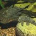 500 Gram Pro Novo Pleco Wafer Xl Vatoz Için Tablet Yem