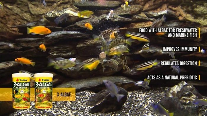 250 Adet Tropical 3-Algae Tablets A Kovadan Bölme Tablet Balık Yemi