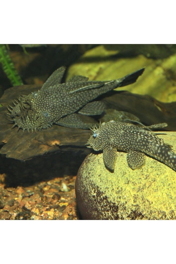 1000 Gram Pro Novo Pleco Wafer Xl Vatoz Için Tablet Yem